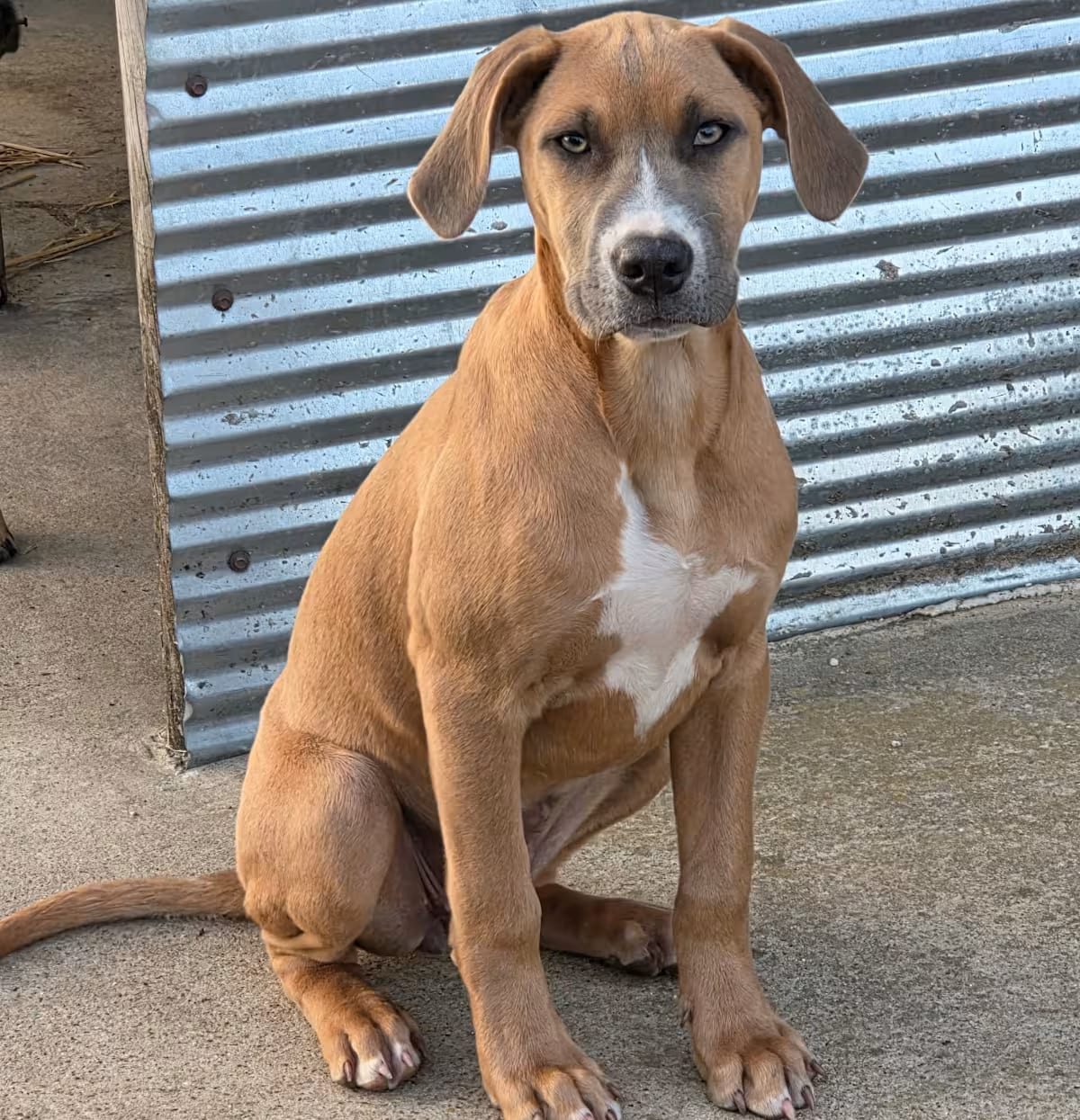 Photo of Ruby, adoptable Redbone Coonhound Black Mouth Cur in Melbourne, Arkansas
