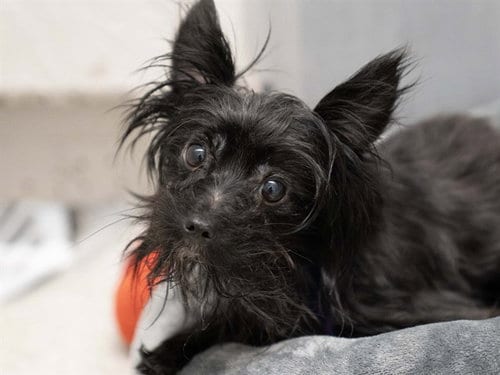 Photo of Momo, adoptable Terrier in Denver, Colorado