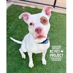 Photo of Sissy, adoptable American Pit Bull Terrier in Kansas City, Missouri