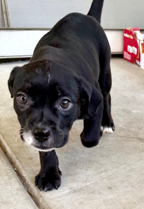 Photo of Grace, adoptable English Bulldog in Davis, California