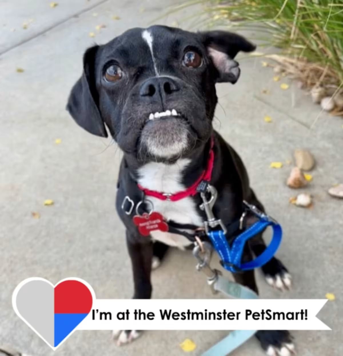Photo of Eklutna, adoptable Pug in Fort Collins, Colorado