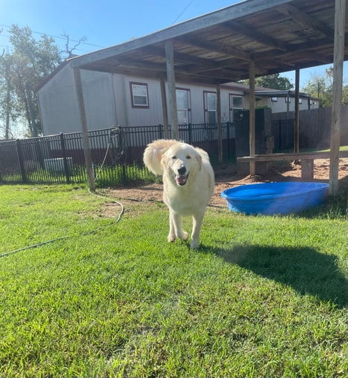 Photo of Lefty, adoptable Great Pyrenees in Gun Barrel City, Texas