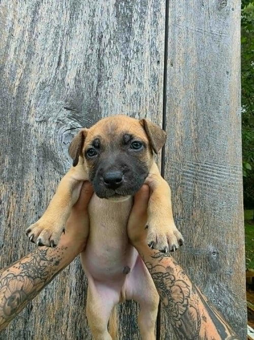 Photo of SR Puppy 17/21, adoptable American Pit Bull Terrier in Frankenmuth, Michigan