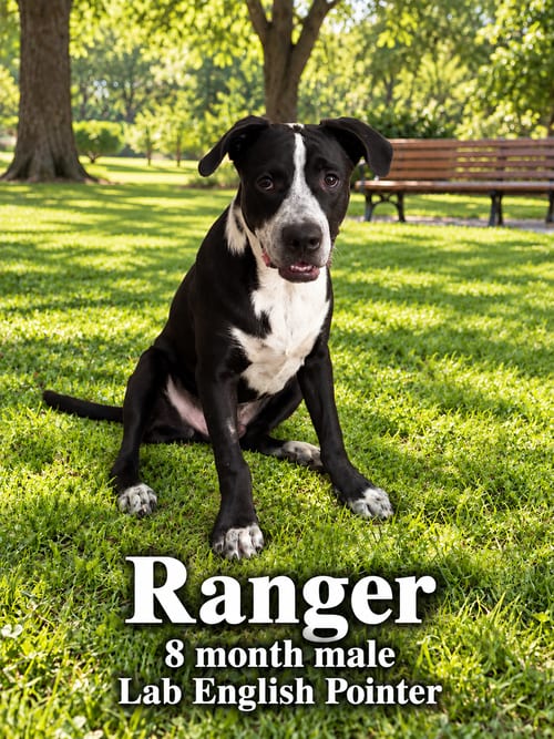 Photo of Ranger – 8 Month Male Lab English Pointer, adoptable Labrador Retriever in Mesa, Arizona