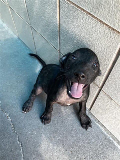 Photo of Onion, adoptable Labrador Retriever in Corpus Christi, Texas