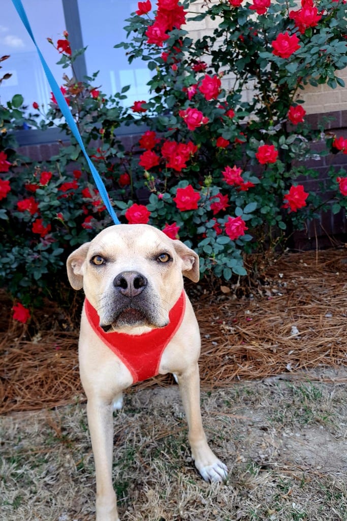 Photo of Jimmy aka Lexington, adoptable Mixed Breed in Douglasville, Georgia