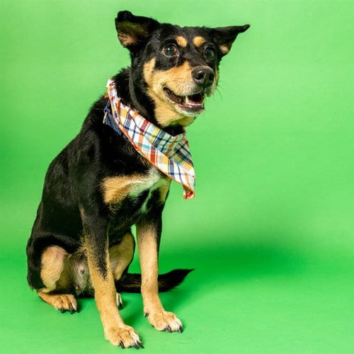 Photo of Tillie, adoptable Labrador Retriever in St Louis, Missouri