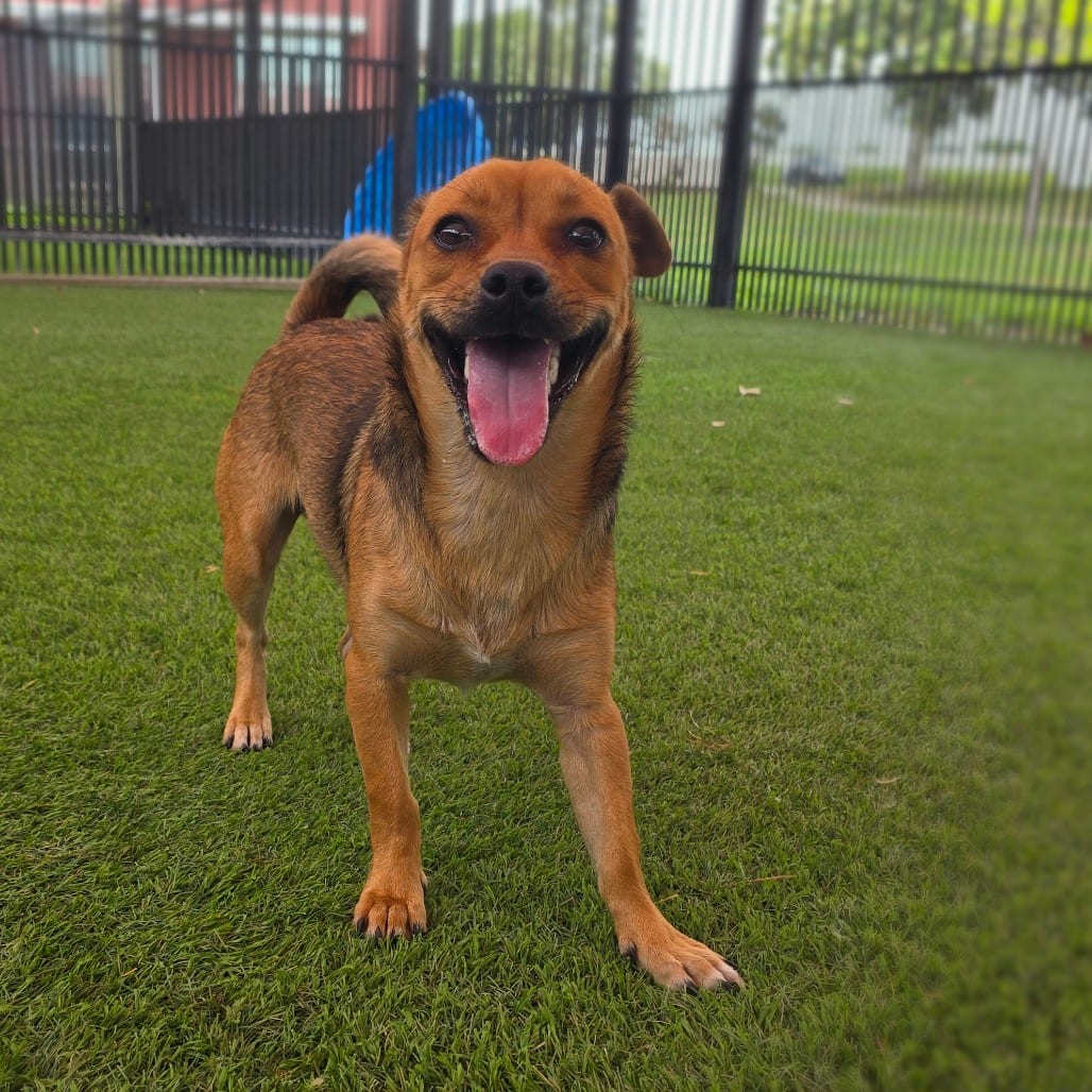 Photo of Tornado, adoptable Terrier / Mix in San Antonio, Texas
