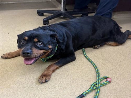 Photo of Franny, adoptable Rottweiler in Derwood, Maryland
