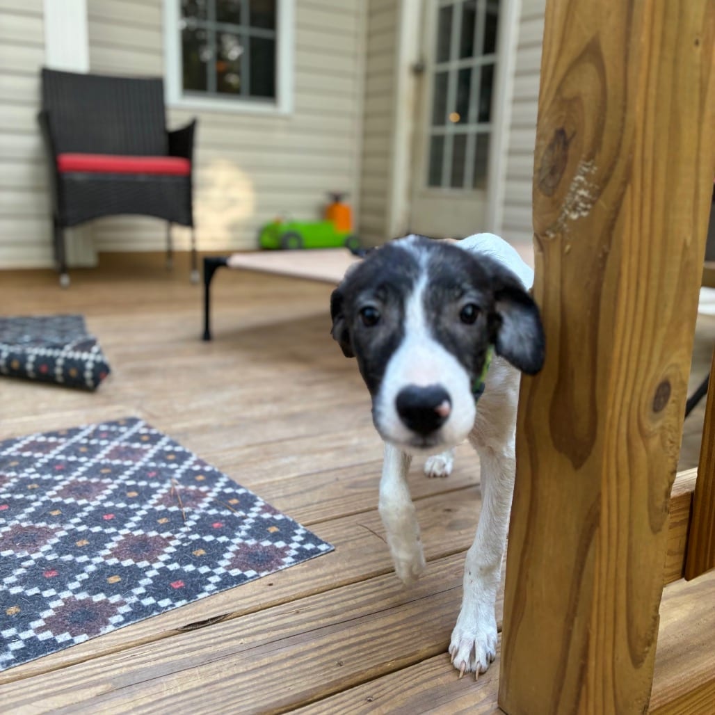 Photo of Busy, adoptable Greyhound / Mixed Breed (Medium) in Raleigh area, North Carolina