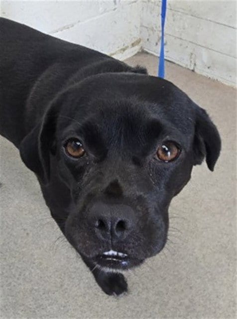 Photo of Dratini, adoptable Labrador Retriever in San Bernardino, California