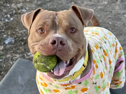 Photo of Stephen, adoptable dog in Georgetown, Texas