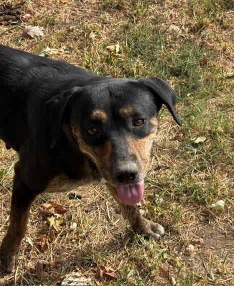 Photo of Bizzie, adoptable Pit Bull Terrier in Tulsa, Oklahoma
