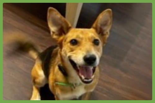 Photo of Nano, adoptable German Shepherd Dog in Amherst, Massachusetts