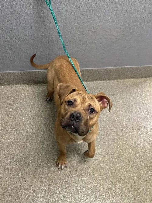 Photo of Girly Pop, adoptable Pit Bull Terrier in Las Vegas, Nevada