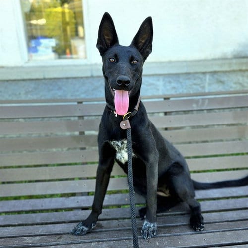 Photo of Raven, adoptable German Shepherd Dog in Long Beach, California