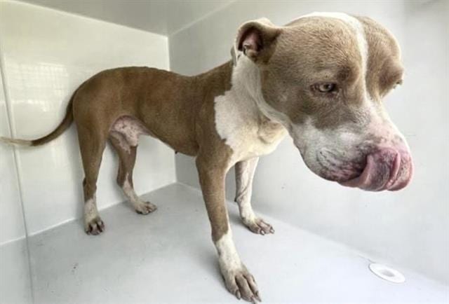 Photo of Senior Pit Bull Terrier, adoptable Pit Bull Terrier in Houston, Texas