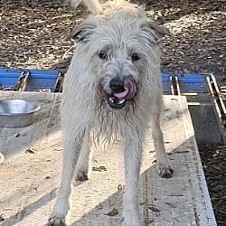 Photo of Arturo, adoptable Schnauzer (Standard) in Gretna, Florida
