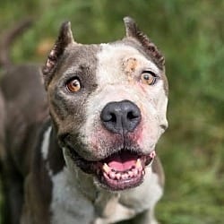 Photo of Scarlett, adoptable American Staffordshire Terrier in Anniston, Alabama