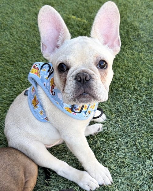 Photo of Sterling, adoptable French Bulldog in Corona, California