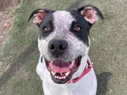 Photo of Oreo, adoptable dog in Georgetown, Texas