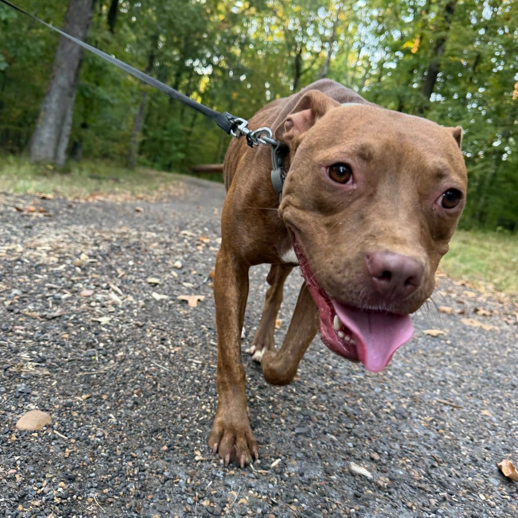 Photo of Mopsy, adoptable Mixed Breed (Medium)