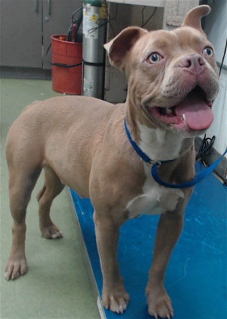 Photo of Yam, adoptable Pit Bull Terrier in San Bernardino, California