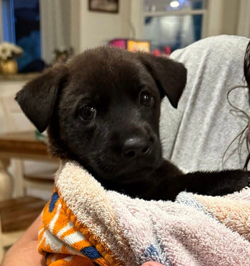 Photo of Cassie, adoptable Labrador Retriever in Willingboro, New Jersey