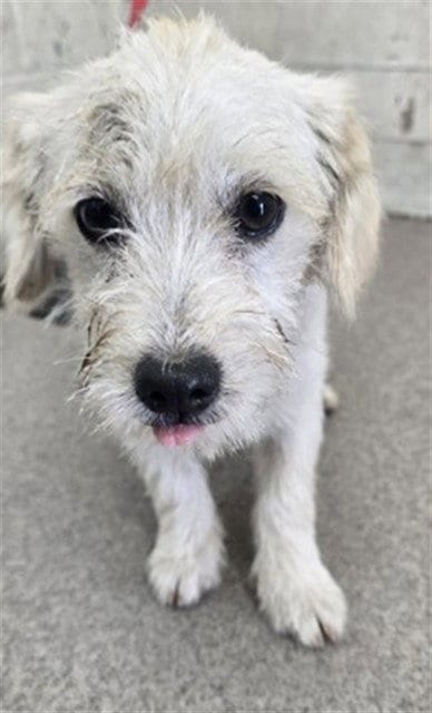 Photo of Lenny, adoptable Terrier in San Bernardino, California