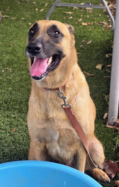 Photo of Nona, adoptable Belgian Shepherd Malinois in Downey, California