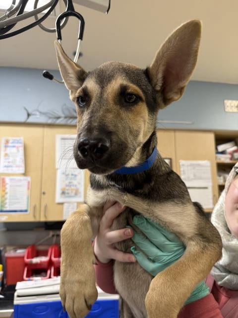 Photo of Robin, adoptable German Shepherd Dog in Riverside, California