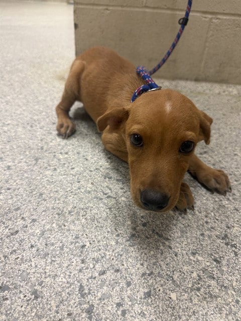 Photo of A432637, adoptable Labrador Retriever in Conroe, Texas