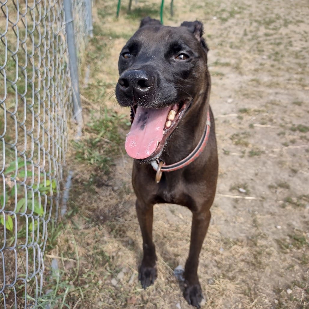 Photo of Murphy, adoptable Mixed Breed (Medium) in Middletown, New York