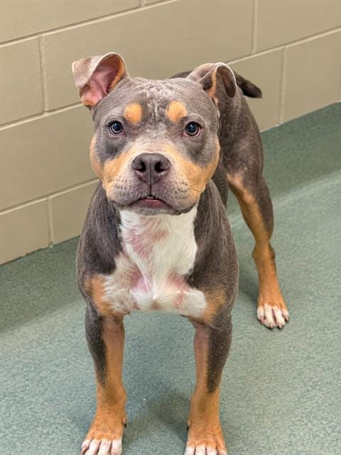 Photo of Vernon, adoptable Pit Bull Terrier in Baytown, Texas