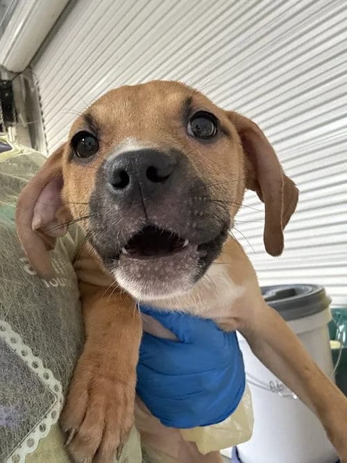 Photo of Bambi, adoptable Pit Bull Terrier in Las Vegas, Nevada