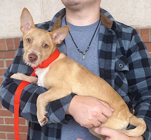 Photo of Landon, adoptable Cairn Terrier in Carrollton, Texas
