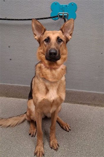 Photo of Freya, adoptable German Shepherd Dog in Las Vegas, Nevada