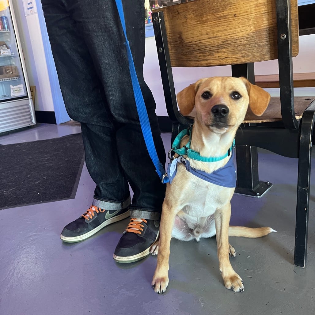 Photo of Ridge, adoptable Corgi, Pembroke Welsh / Mixed Breed (Small) in Jackson County, Oregon