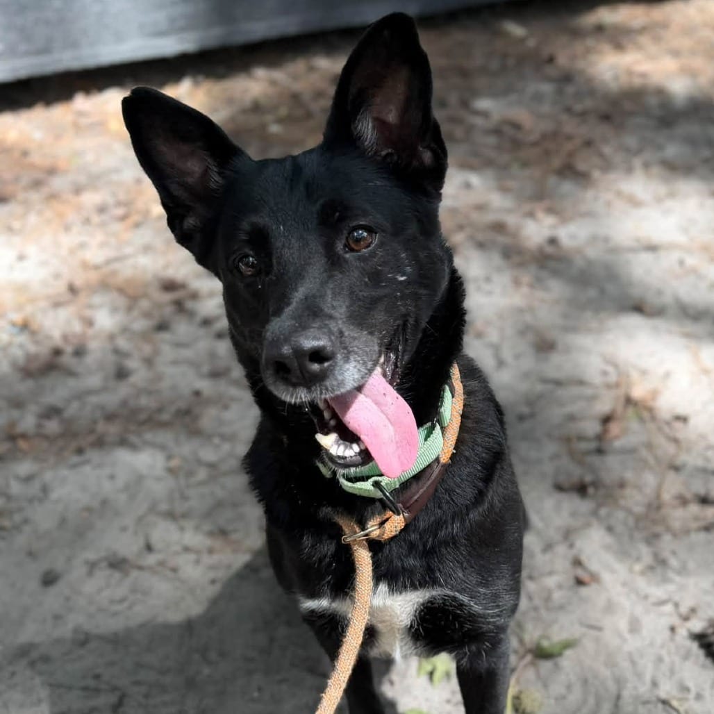Photo of Sheba, adoptable Mixed Breed (Medium) in Summerville, South Carolina