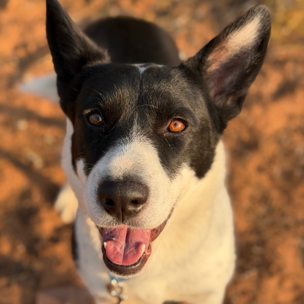 Photo of Kiki, adoptable Collie, Border / Mixed Breed (Medium) in Kanab, Utah