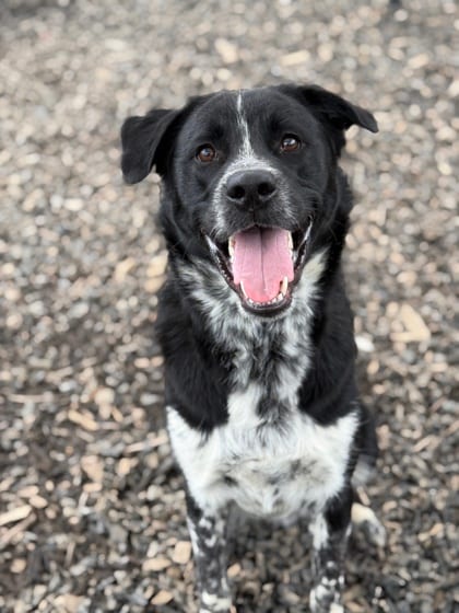 Photo of Dior, adoptable dog in Atlanta, Georgia
