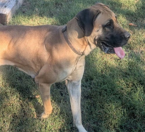 Photo of Dixie, adoptable Great Dane in Waverly, Tennessee