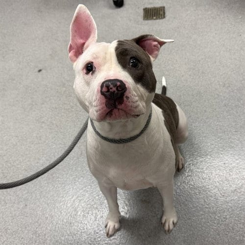 Photo of Molly, adoptable Pit Bull Terrier in Rancho Cucamonga, California