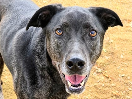 Photo of Rocky, adoptable dog in Georgetown, Texas