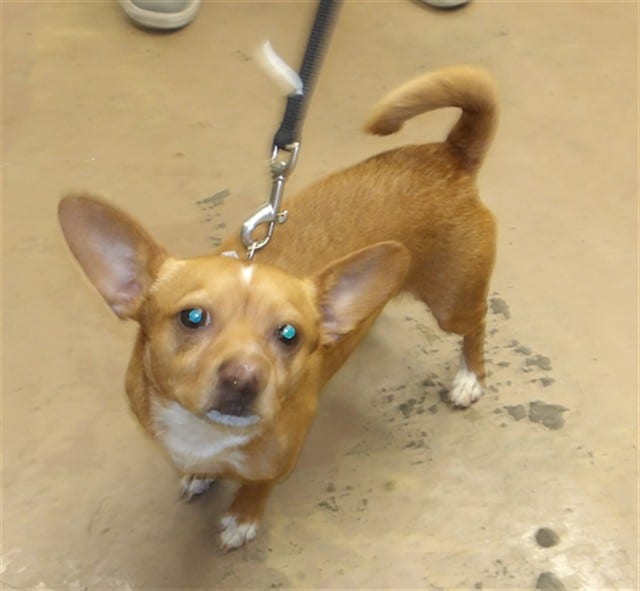 Photo of Rolo, adoptable Chihuahua - Smooth Coated in Chicago, Illinois
