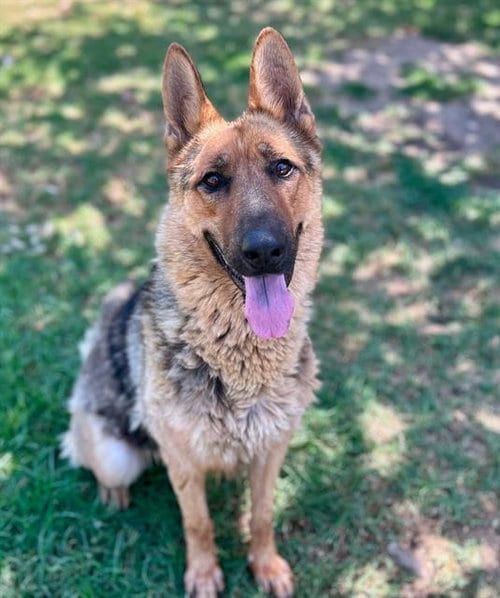Photo of Arco, adoptable German Shepherd Dog in Riverside, California