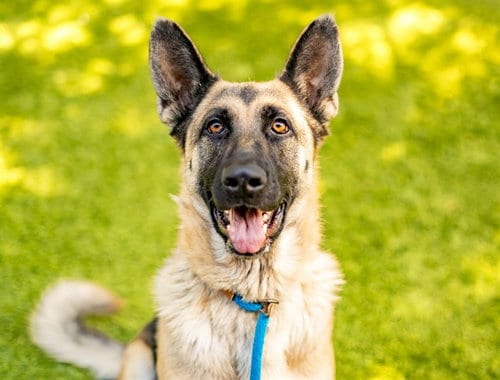 Photo of Annie Annie, adoptable German Shepherd Dog in San Jose, California