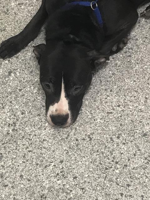 Photo of Godiva, adoptable Pit Bull Terrier in Conroe, Texas