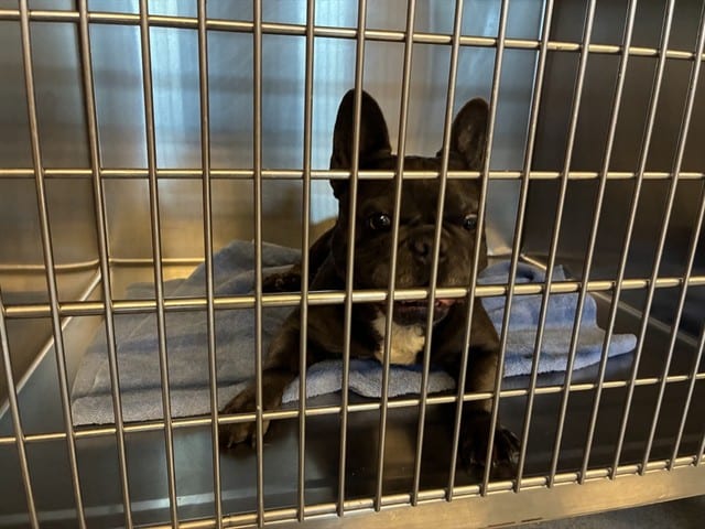 Photo of Senior French Bulldog, adoptable French Bulldog in San José, California