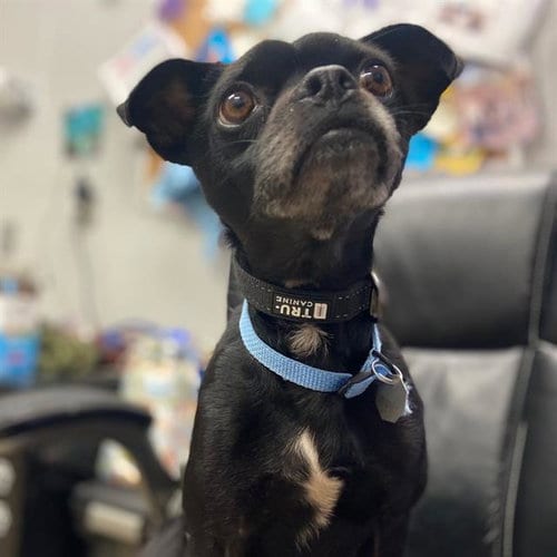 Photo of Pancho, adoptable Pug in Aurora, Colorado